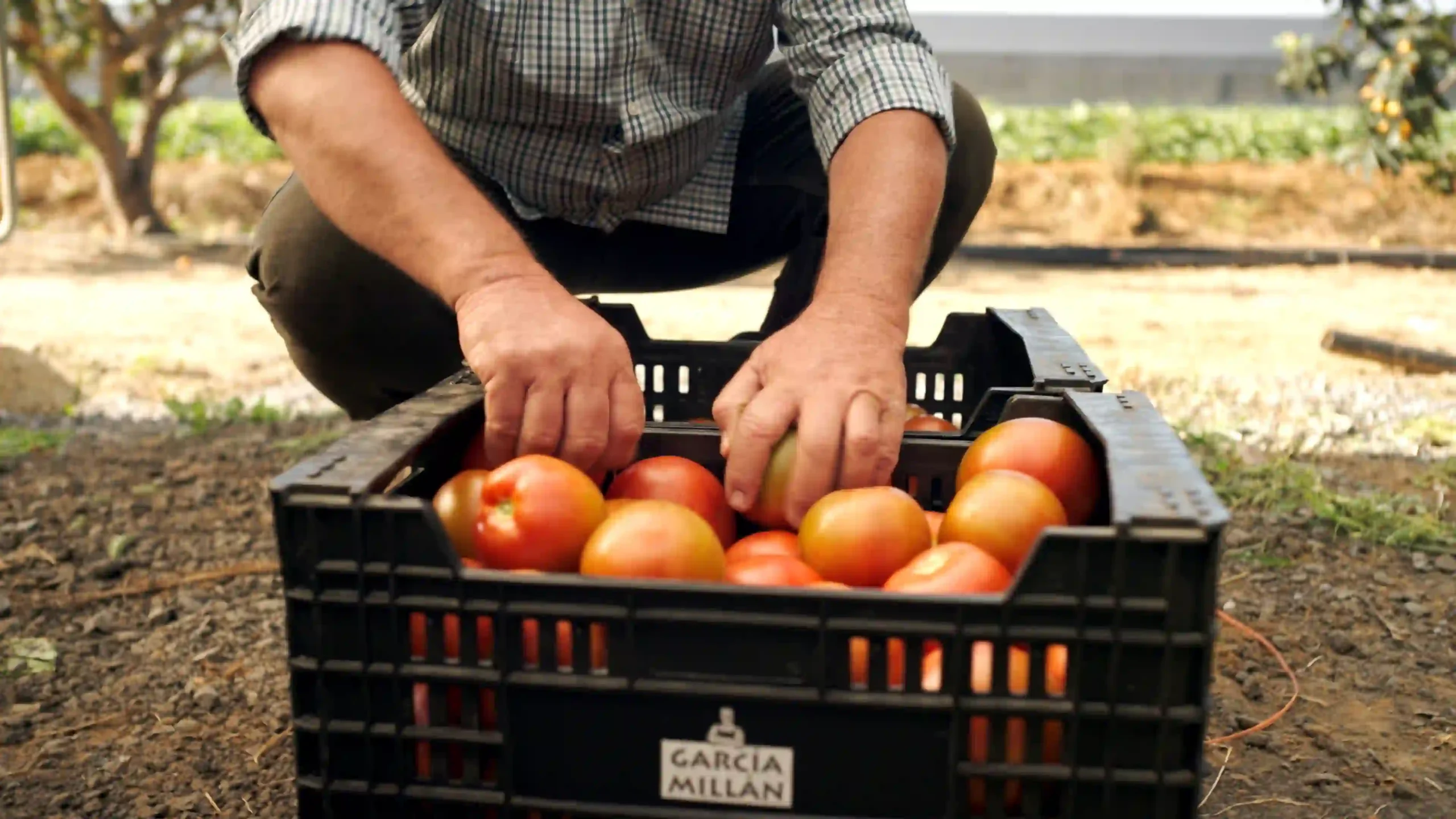 Recoleccion de tomates frescos