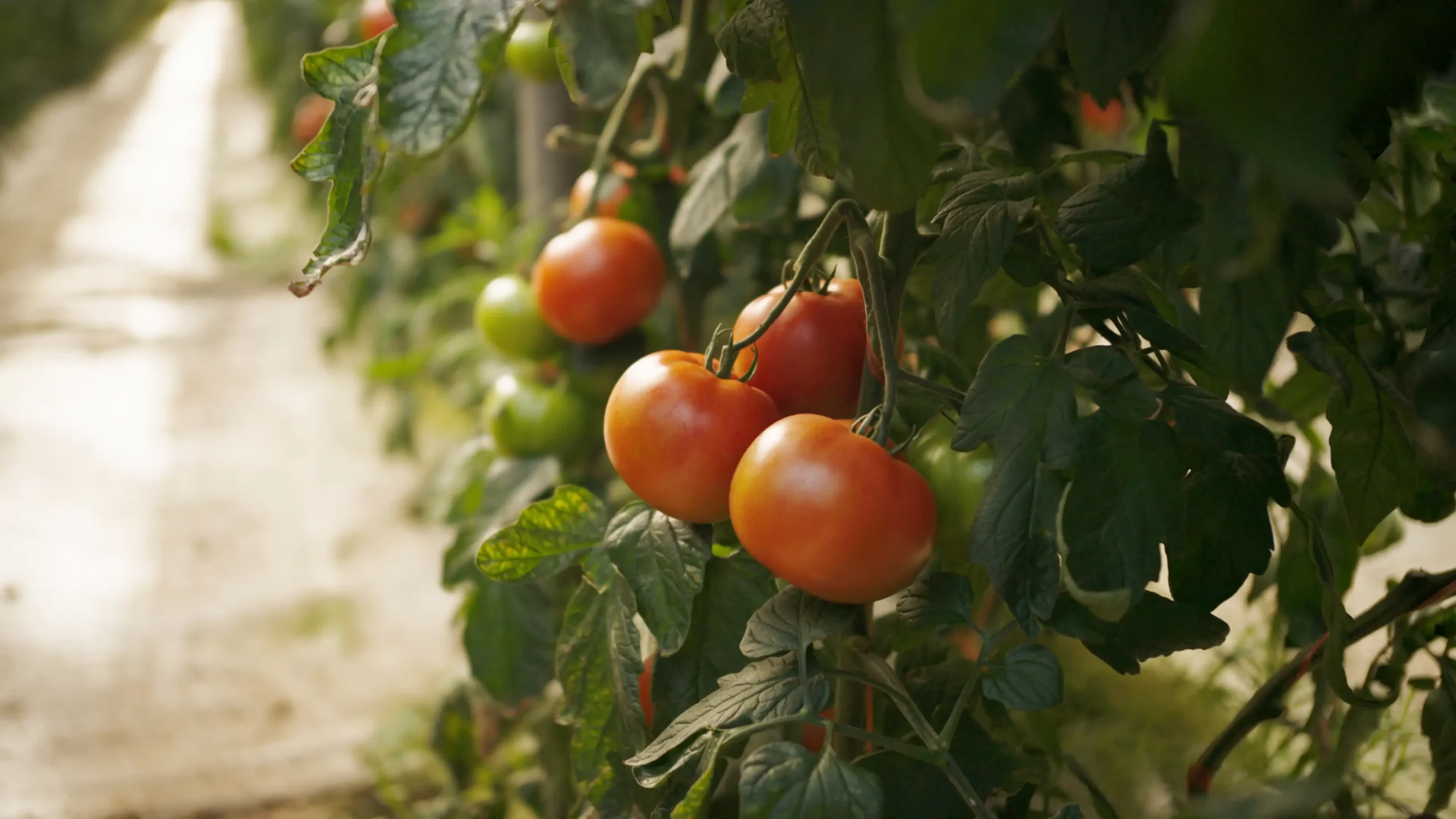 Recoleccion de tomates frescos en rama