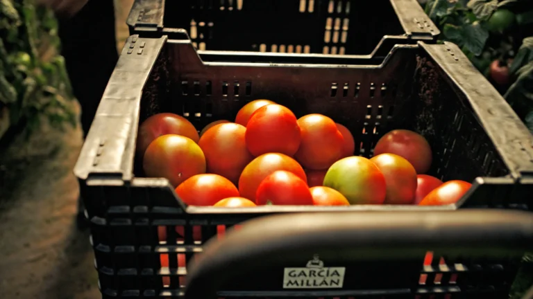Tomates frescos que se usan para elaborar los gazpachos y salmorejos García Millán